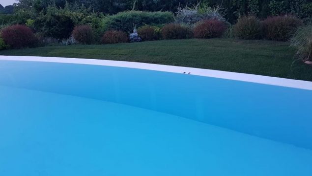 Pool Renovierung Pool